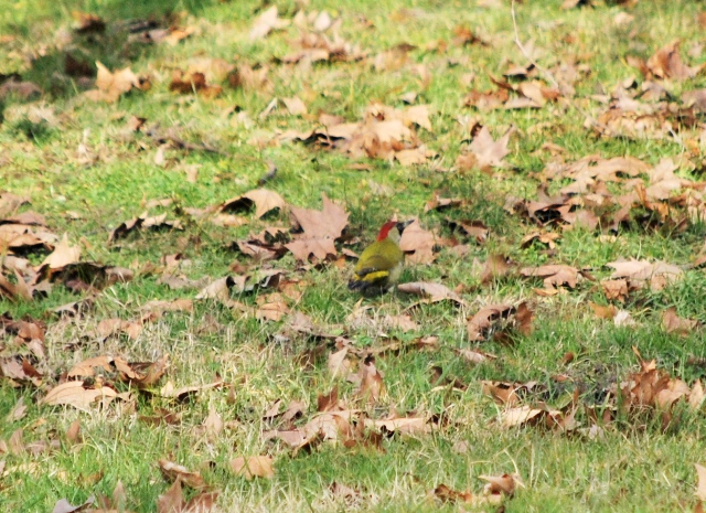 Picchio verde e altri